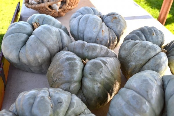 A pile of pumpkins was among the seasonal produce on sale last week.