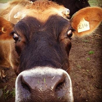 cow kiss