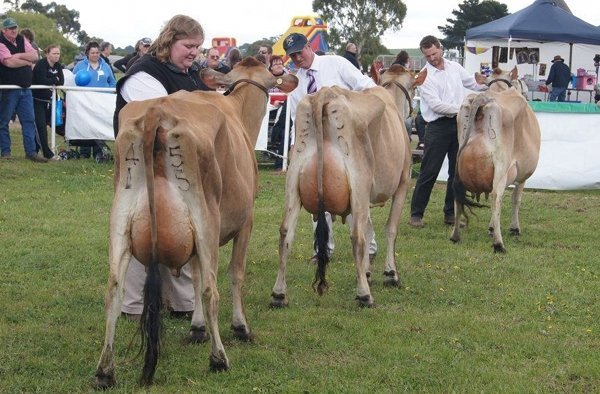 cows udders