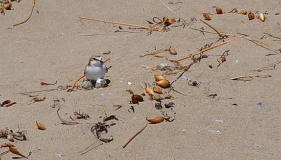 pip bird