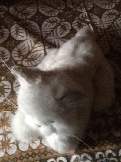 fake cat