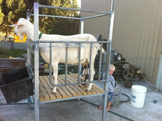 milking goat