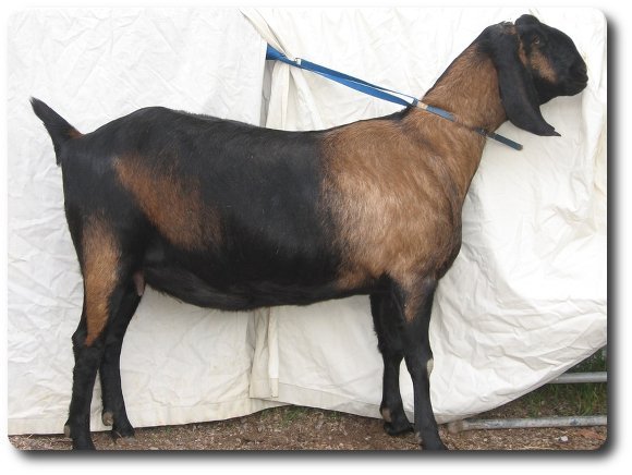 TAHLI