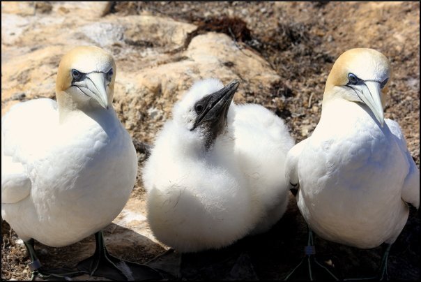 gannet chick