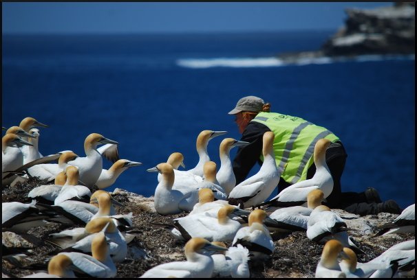 gannets mel wells