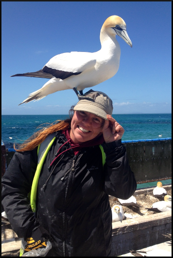 gannets on head