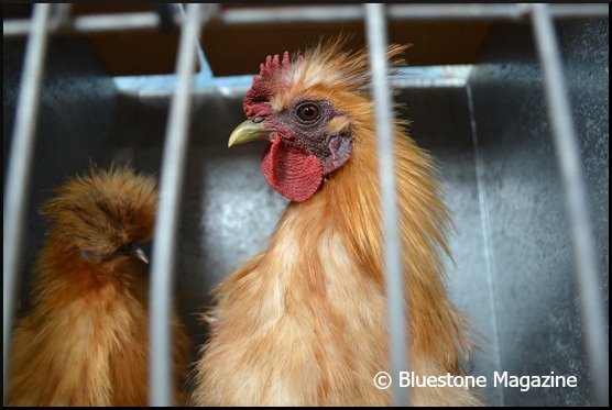 chicken auction_11