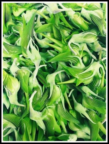 greens the stag