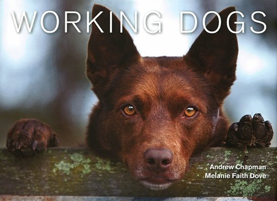 workingdogs_scaled