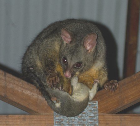 Brushtail and Manic (1 of 1) (1024x921) (1)