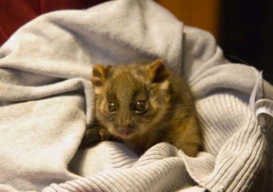 Ringtail (640x449)