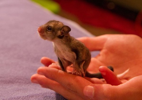 sugar glider joey